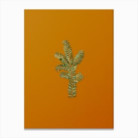 Vintage English Yew Branch Botanical on Sunset Orange n.0395 Canvas Print