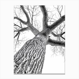 Black And White Tree Canvas Print