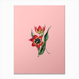 Vintage Red Strong Smelling Tulip Botanical on Soft Pink n.0588 Canvas Print