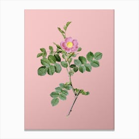 Vintage Pink Sweetbriar Rose Botanical on Soft Pink n.0769 Canvas Print