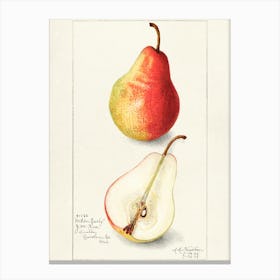 Pears 1 Canvas Print