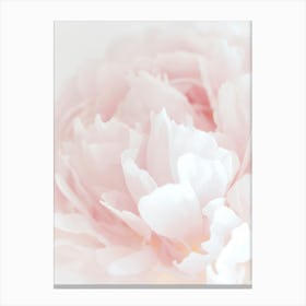 Pink poppy flower_2314091 Canvas Print