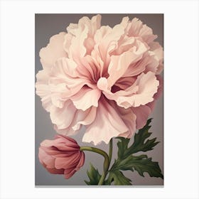 Floral Illustration Peony 4 Canvas Print