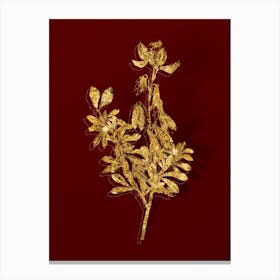 Vintage Restharrows Botanical in Gold on Red n.0216 Canvas Print