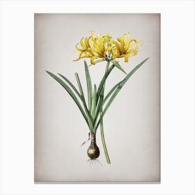 Vintage Golden Hurricane Lily Botanical on Parchment n.0039 Canvas Print