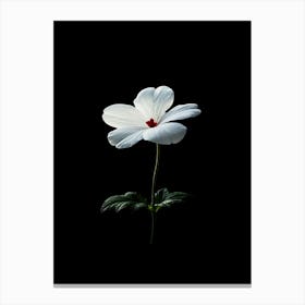 White Flower Isolated On Black Background Canvas Print