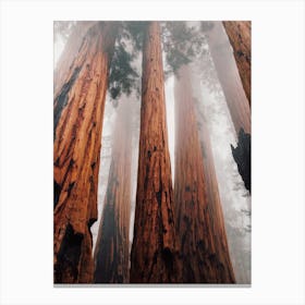 Redwood Trees Canvas Print