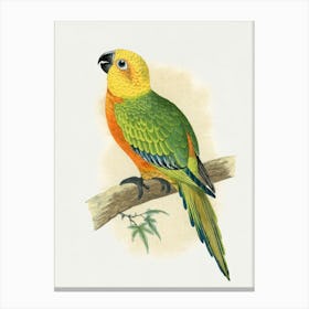 Parrot 19 Canvas Print