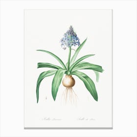 Portuguese Squill Illustration From Les Liliacées, Pierre Joseph Redouté Canvas Print