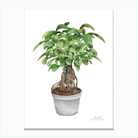 Watercolor Bonsai Tree.A fine artistic print that decorates the place. Canvas Print