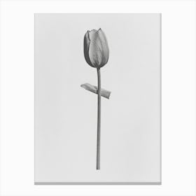 Tulip Flower Photo Collage 4 Canvas Print