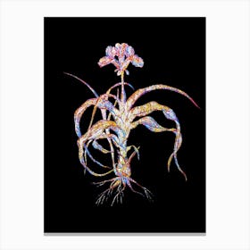 Stained Glass Iris Scorpiodes Mosaic Botanical Illustration on Black n.0012 Canvas Print