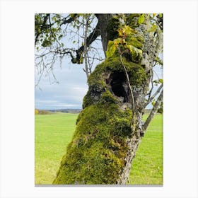 Moss On A Tree Canvas Print