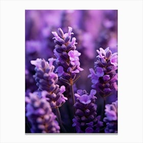 Lavender Flowers Canvas Print