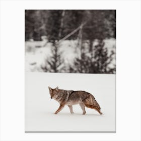 Furry Coyote Canvas Print