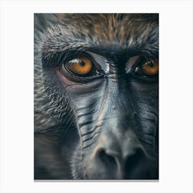 Baboon Eyes Canvas Print