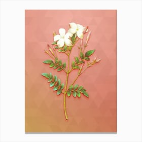 Vintage Spanish Jasmine Botanical Art on Peach Pink n.1375 Canvas Print