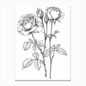Roses Sketch 42 Canvas Print
