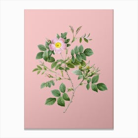Vintage Malmedy Rose Botanical on Soft Pink n.0650 Canvas Print