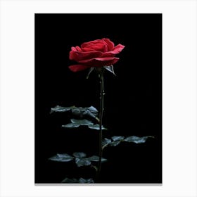 Red Rose On Black Background 63 Canvas Print