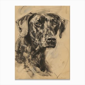 Sepia Plott Hound Dog Charcoal Line 1 Canvas Print