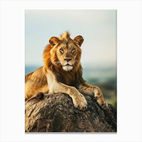 Lion On A Rock Canvas Print