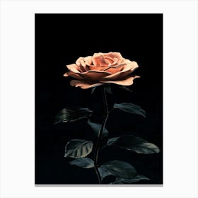 Rose On Black Background 13 Canvas Print