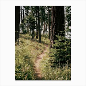 Through the Woods Canvas Print