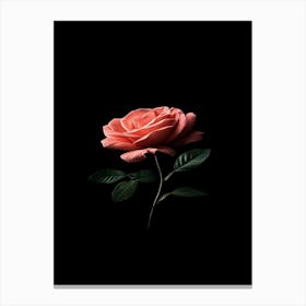 Pink Rose On Black Background 73 Canvas Print