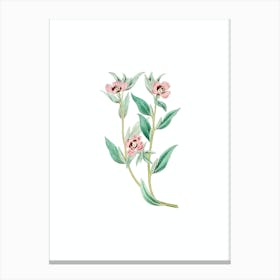 Vintage Long Branched Enothera Botanical Illustration on Pure White n.0307 Canvas Print