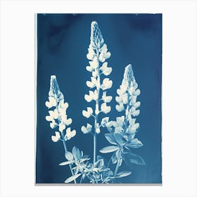 Lupine V Canvas Print