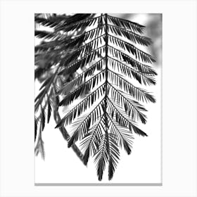 Delicate And Beautiful Plants Canvas Print