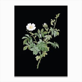 Vintage White Downy Rose Botanical Illustration on Solid Black n.0079 Canvas Print