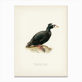 Surf Scoter Male, The Von Wright Brothers Canvas Print