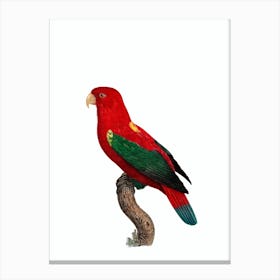 Vintage Chattering Lory Bird Illustration on Pure White Canvas Print