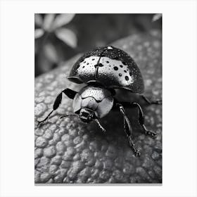 Black And White Beetle Canvas Print