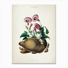 Vintage Denisse 8 Ipomoea Batatas Canvas Print