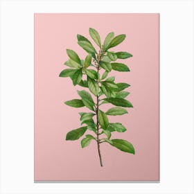 Vintage Firetree Branch Plant Botanical on Soft Pink n.0841 Canvas Print