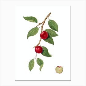 Vintage Cherry Plum Botanical Illustration on Pure White n.0019 Canvas Print