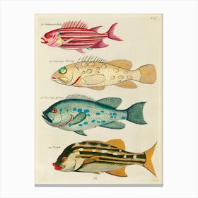 Colourful And Surreal Illustrations Of Fishes Found In Moluccas (Indonesia) And The East Indies, Louis Renard(20) Canvas Print