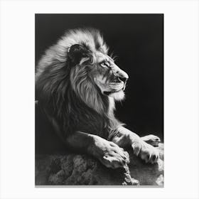 Barbary Lion Charcoal Drawing Resting In The Sun 2 Canvas Print