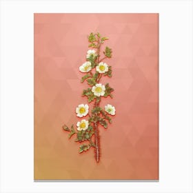 Vintage Scotch Rose Bloom Botanical Art on Peach Pink Canvas Print