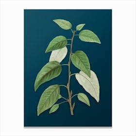 Vintage Balsam Poplar Leaves Botanical Art on Teal Blue n.0958 Canvas Print