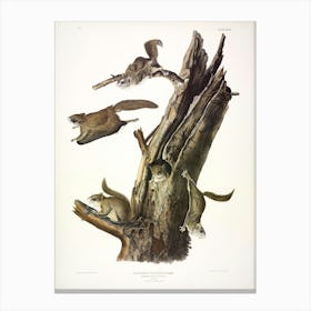 Common Flying Squirrel, John James Audubon Canvas Print