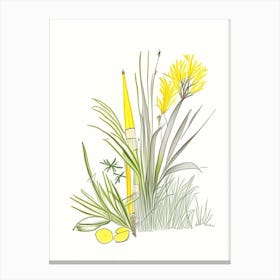 Lemon Grass Spices And Herbs Pencil Illustration 3 Canvas Print