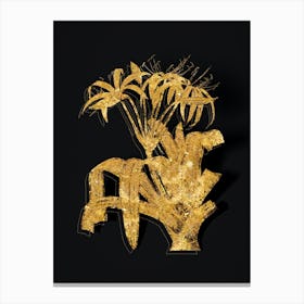 Vintage Crinum Erubescens Botanical in Gold on Black n.0407 Canvas Print