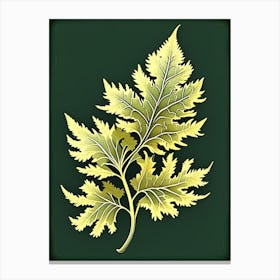 Tansy Leaf Vintage Botanical 2 Canvas Print