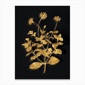 Vintage Blue Marguerite Plant Botanical in Gold on Black n.0259 Canvas Print