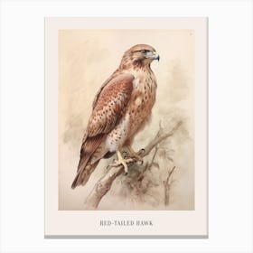 Vintage Bird Drawing Red Tailed Hawk 2 Poster Canvas Print