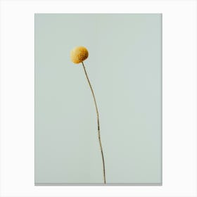 Single Yellow Flower Canvas Print